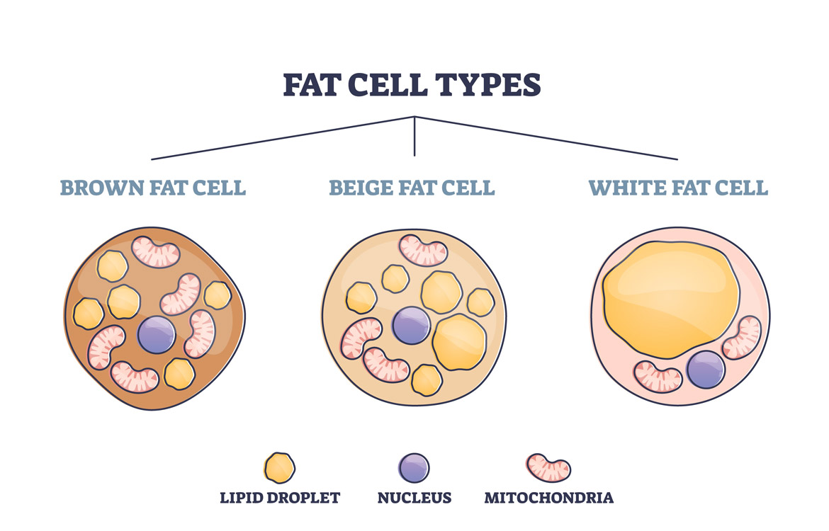 Blog Types Of Fat And Their Functions